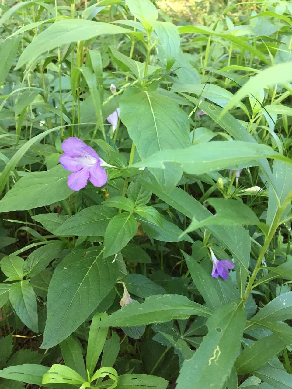 Picnic & Relaxation Spots