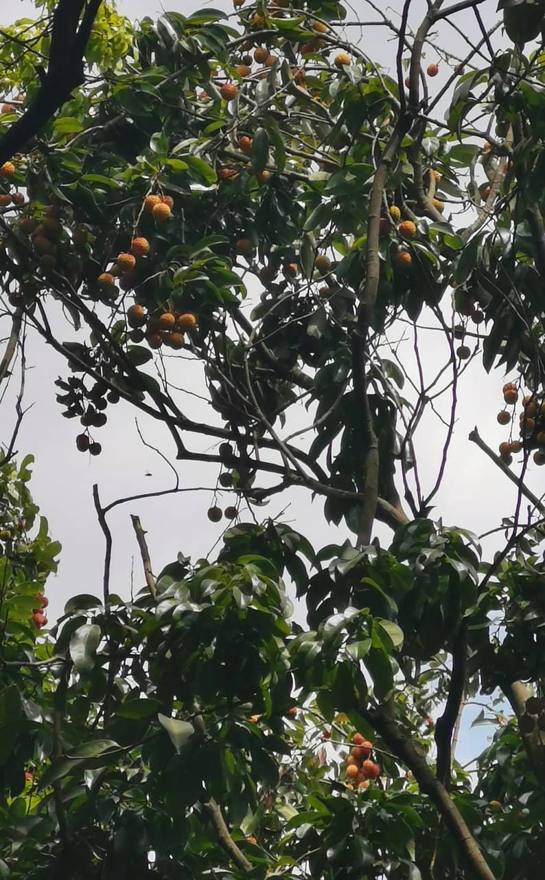 Lychee Trees