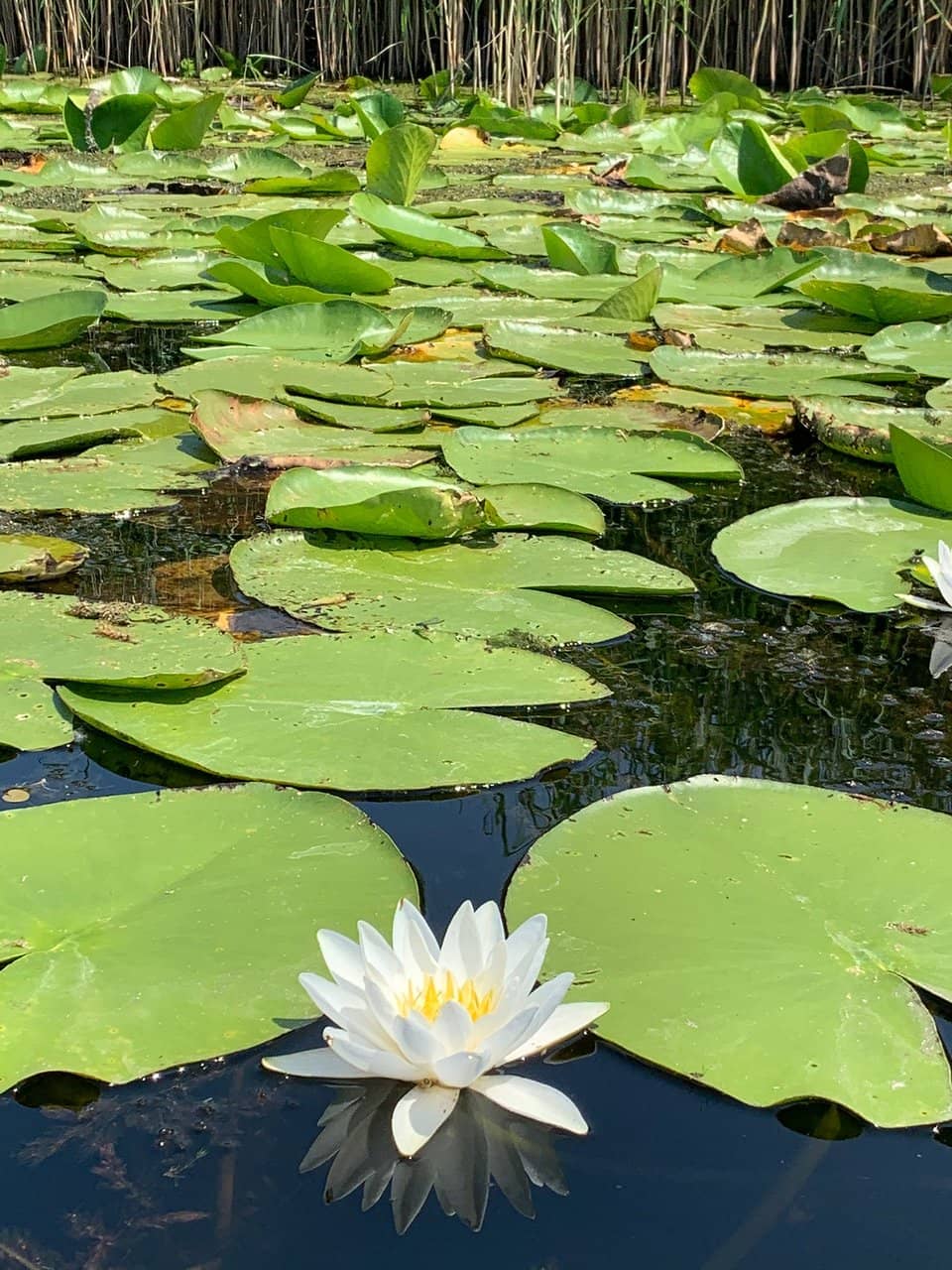 Kupinik Fortress Ruins