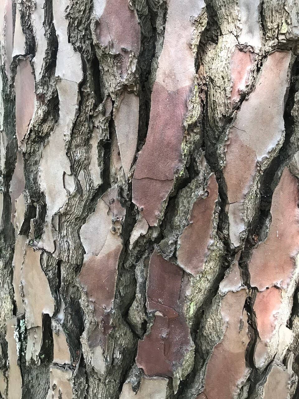 Scenic Walking & Cycling