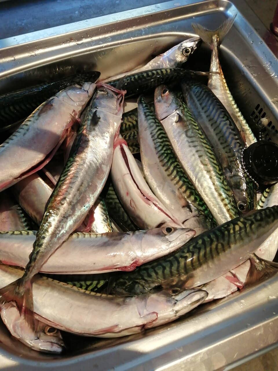Mackerel Fishing Adventure