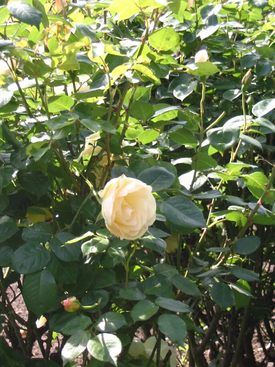 Jardin du Palais-Royal