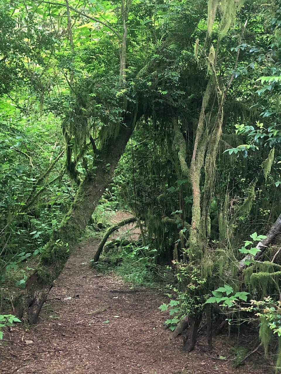 Edible Berry Patches
