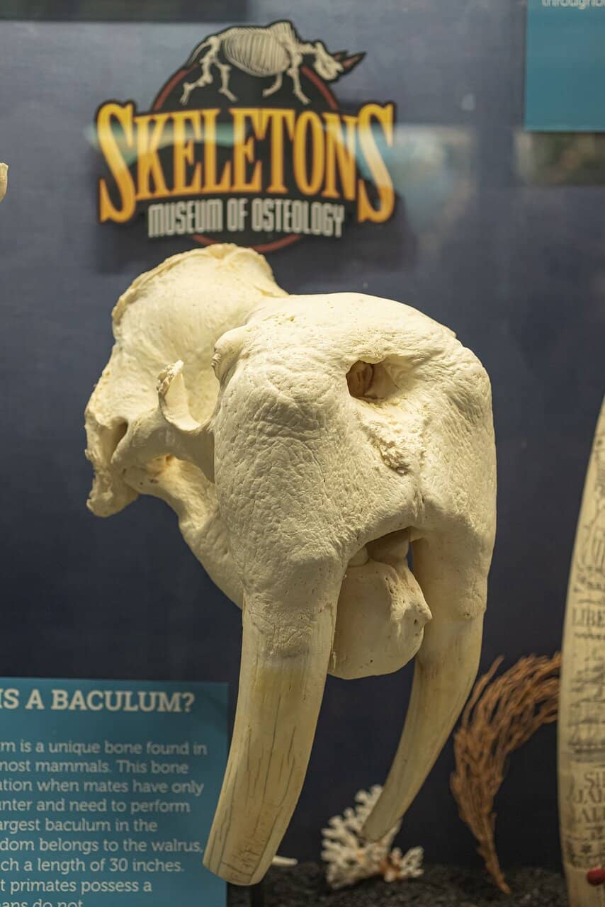 The Majestic Whale Skeletons