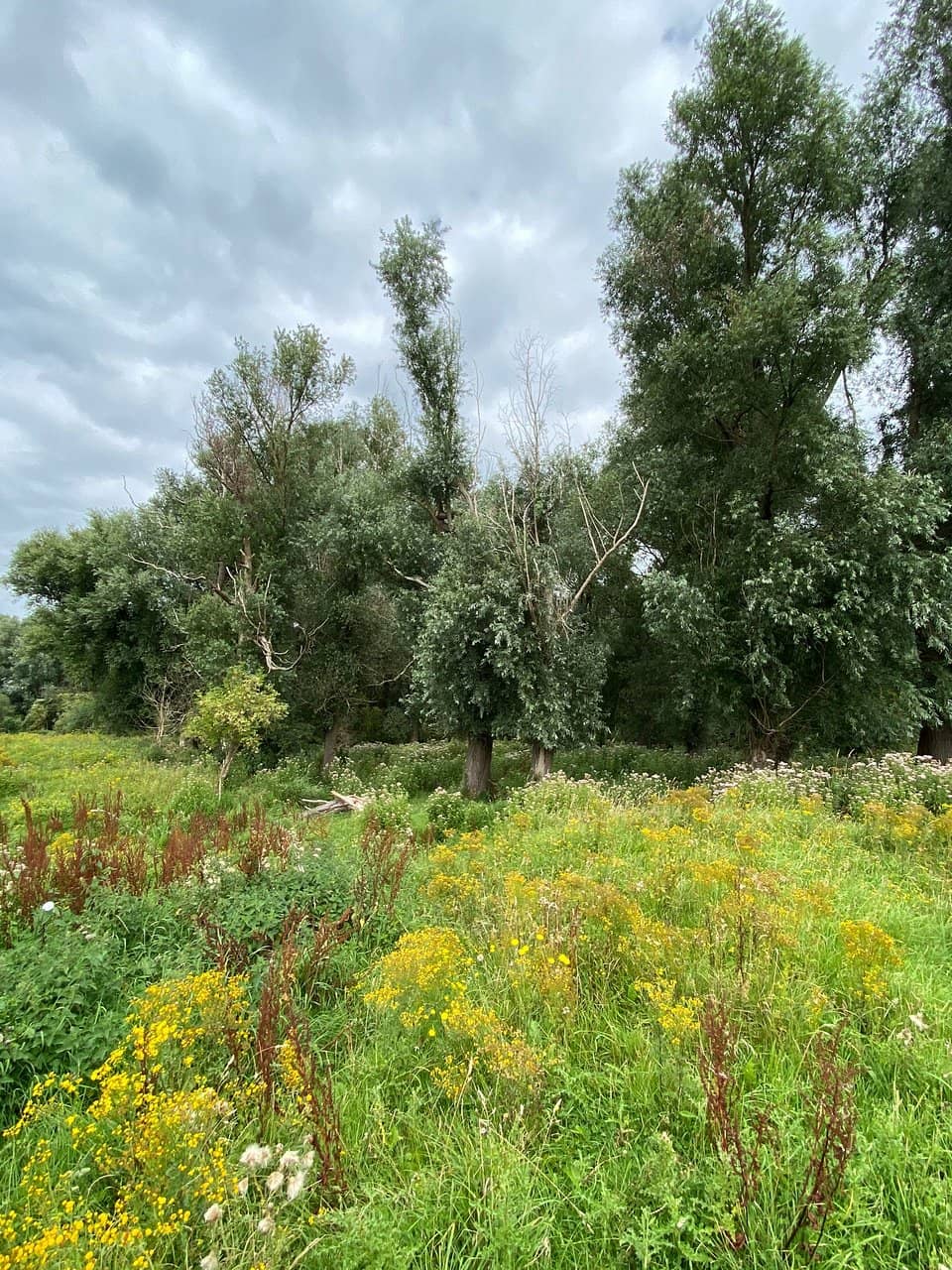 Natural Swimming Lake
