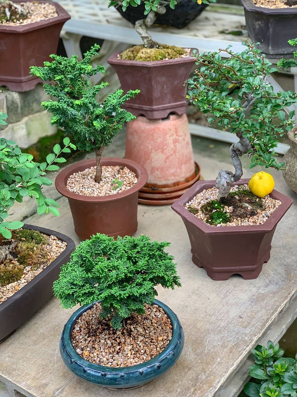 Expansive Plant Selection