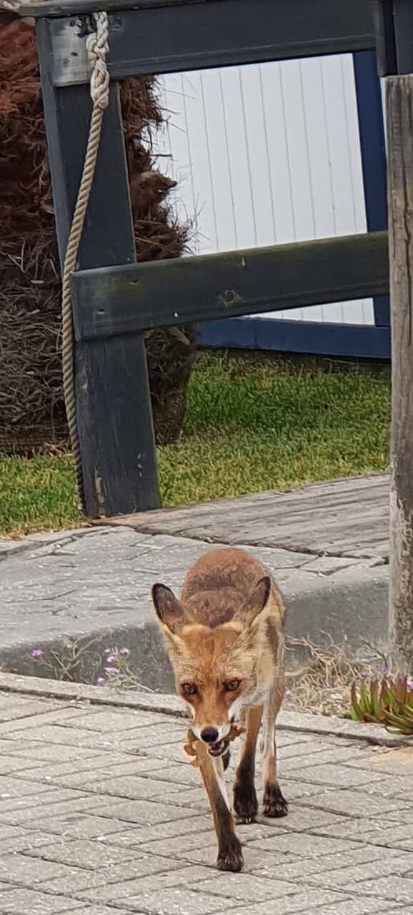Magical Foam Formations