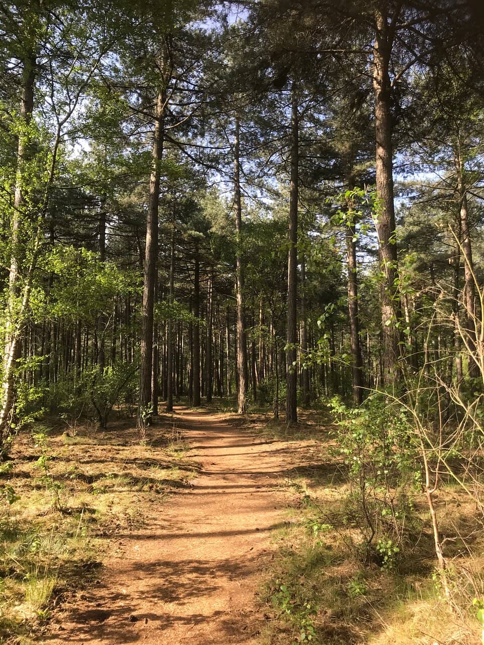 Open Meadows and Forests