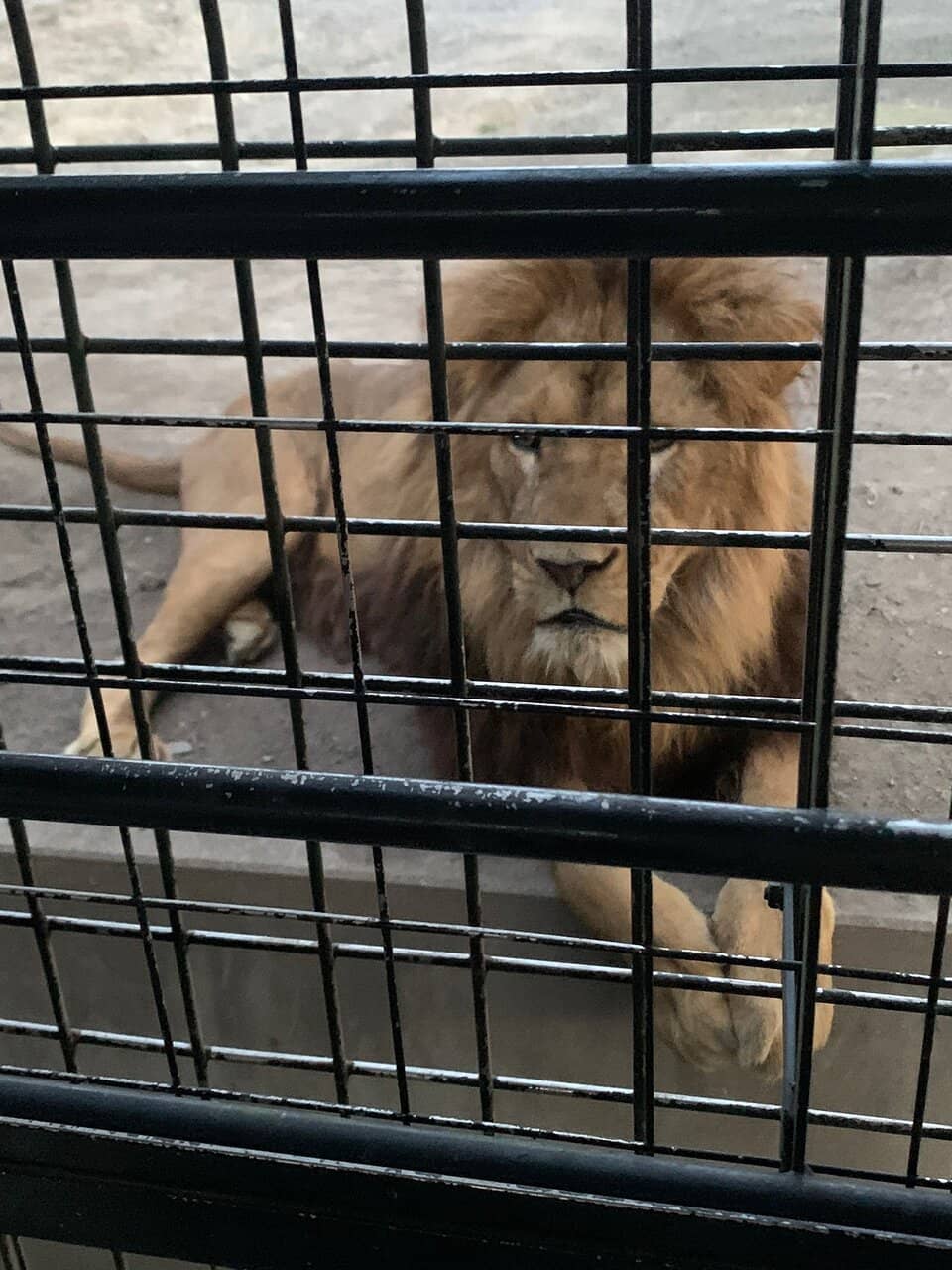 Interactive Petting Zones