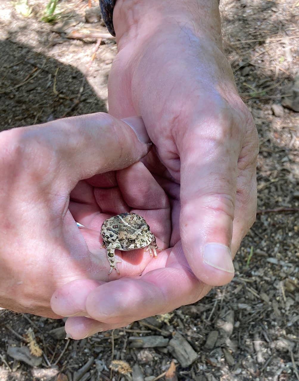 Castle Rock Summit Trail