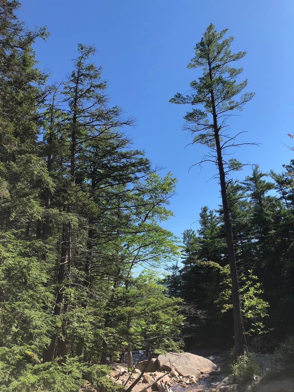 Natural Swimming Pools