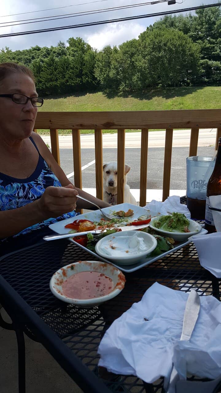 Close Encounters with Cattle