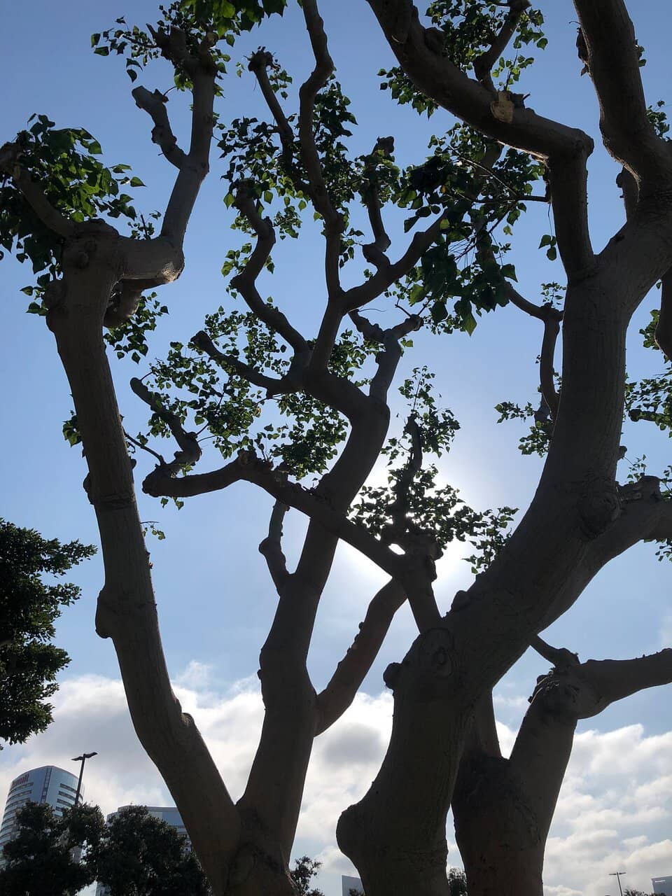 USS Midway Museum Proximity