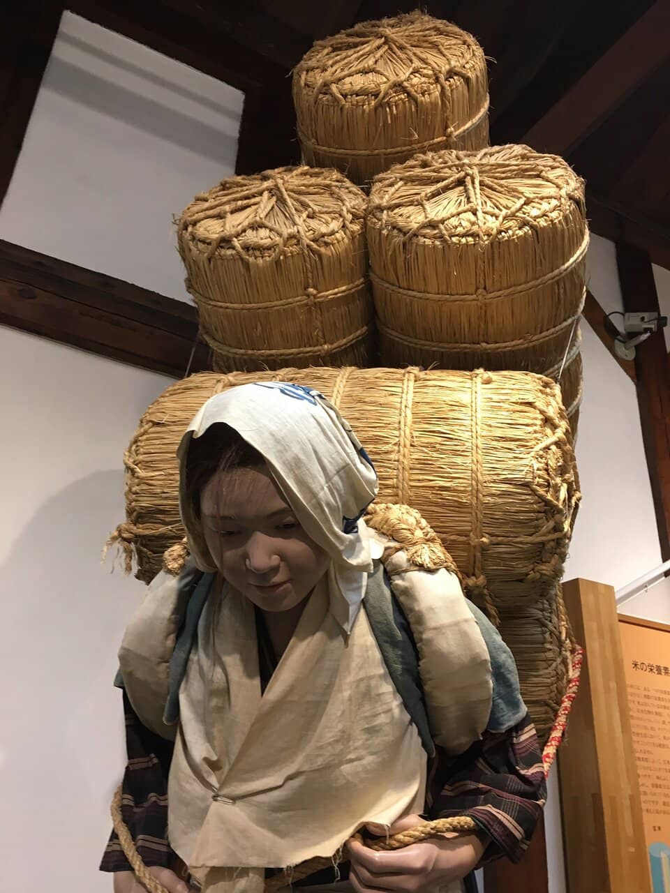 Zelkova Tree Lined Avenue