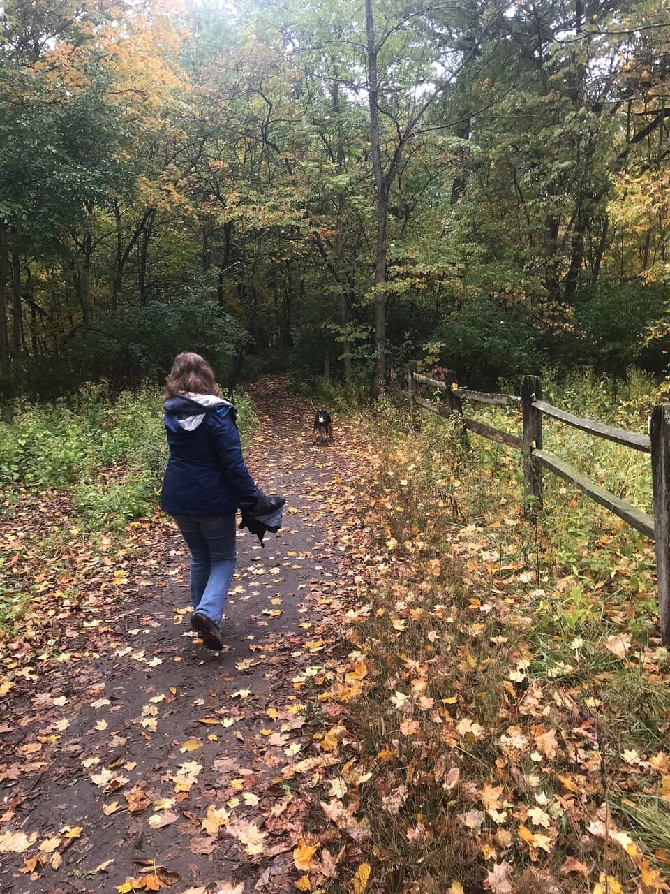 Virginia Bluebell Spectacle