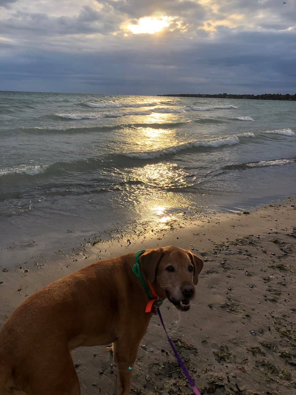 Accessible Beach Experience