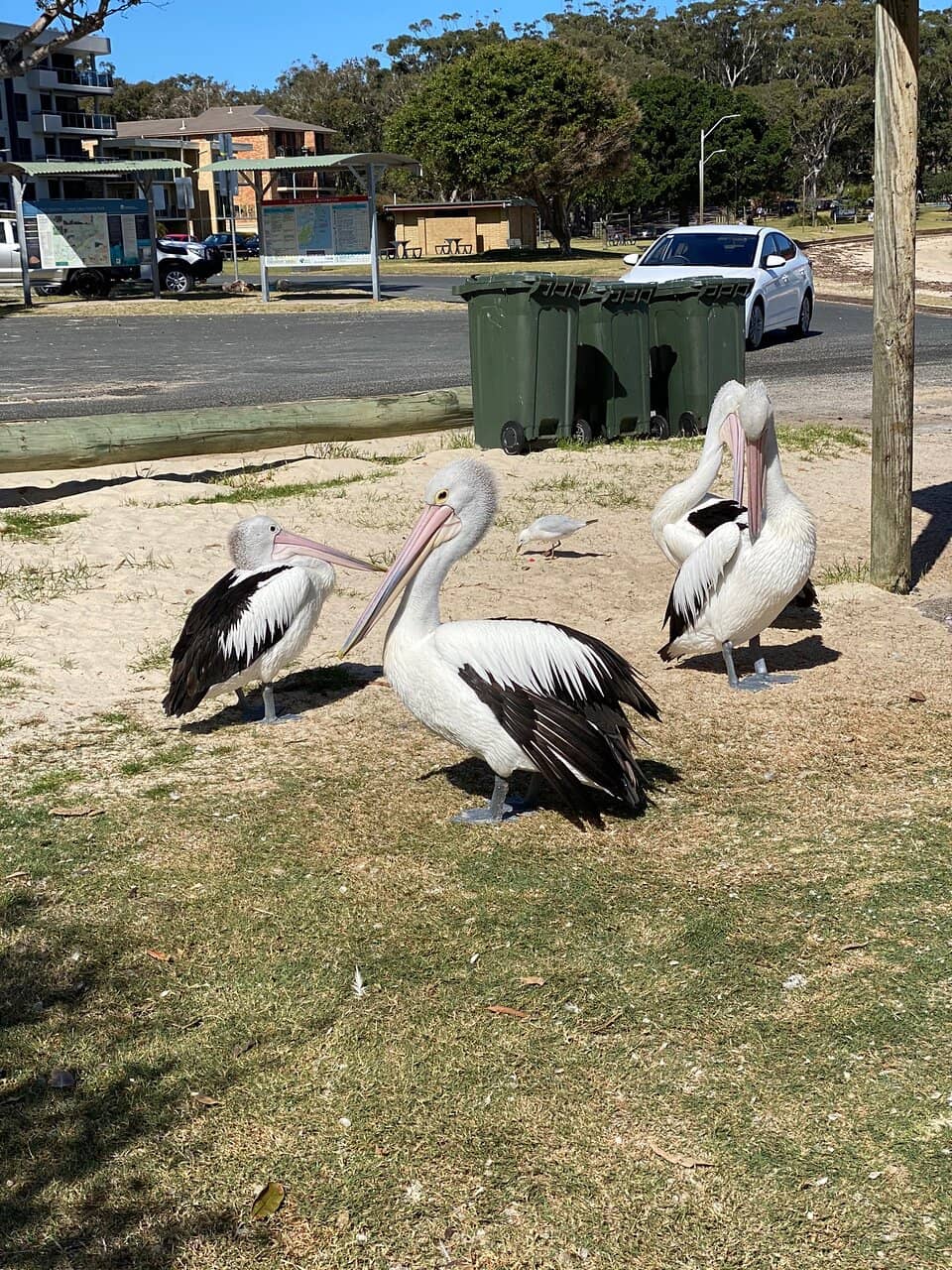 Underwater Marine Life