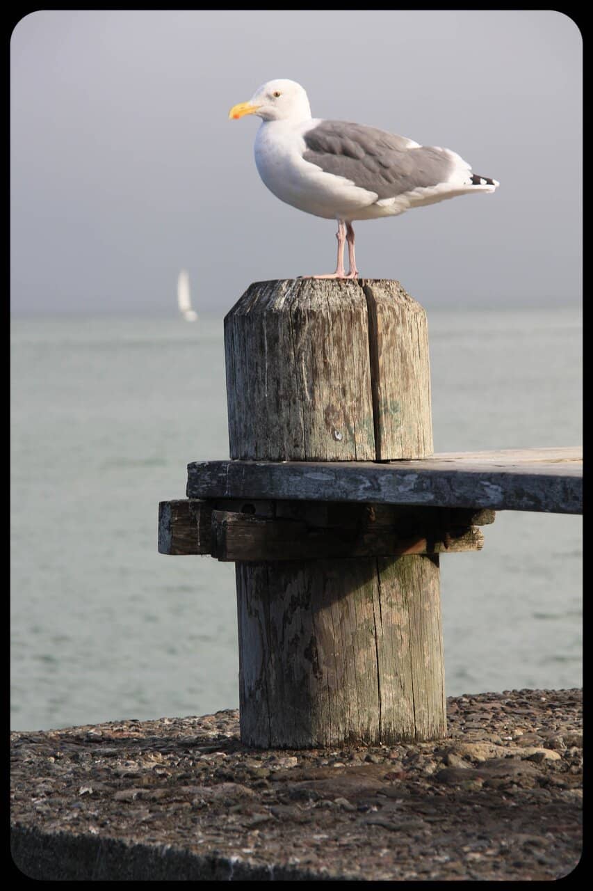 Sausalito Boardwalk Stroll