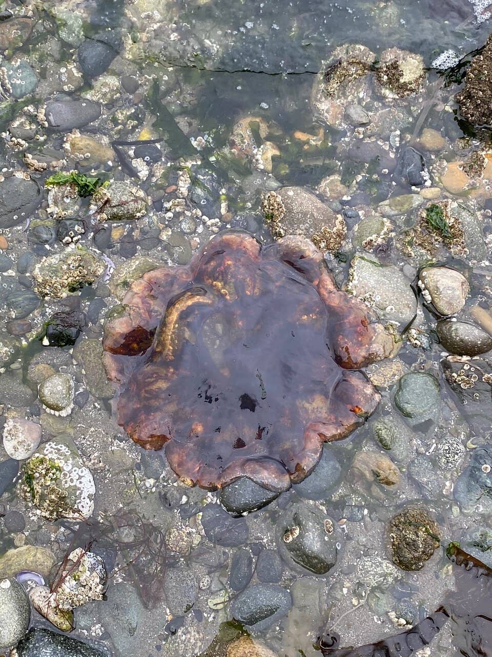 Driftwood Sculptures