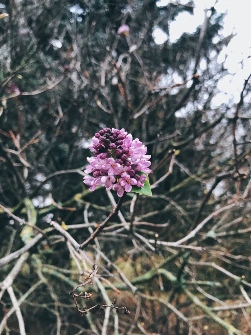 Panoramic Ankara Views