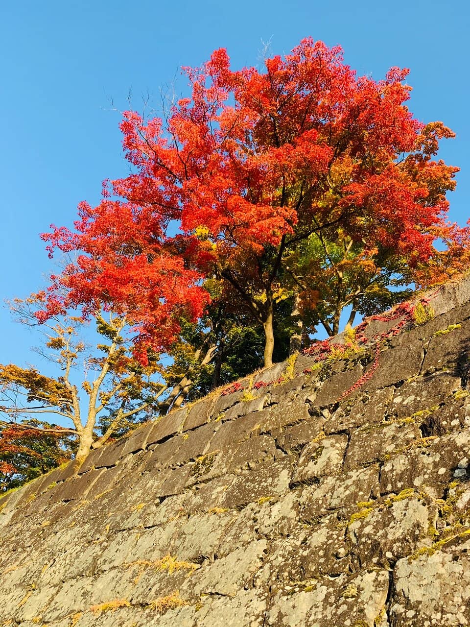 Tranquil Stream and Bridges