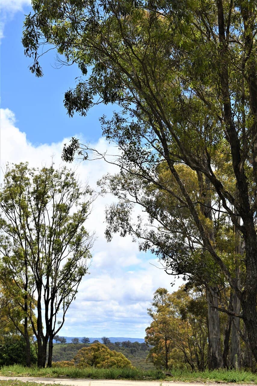 Whale Watching Opportunities