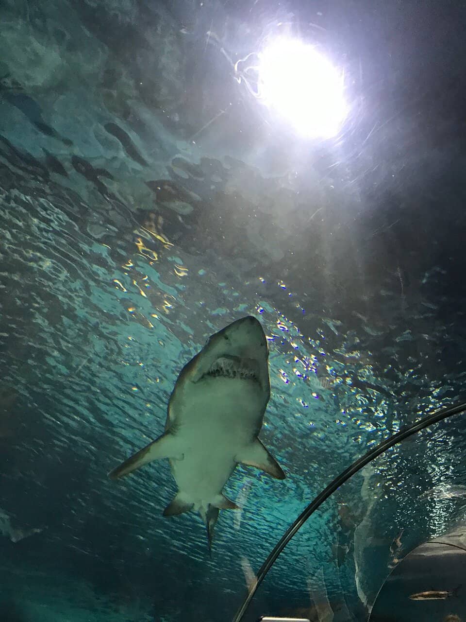 The Grand Underwater Tunnel