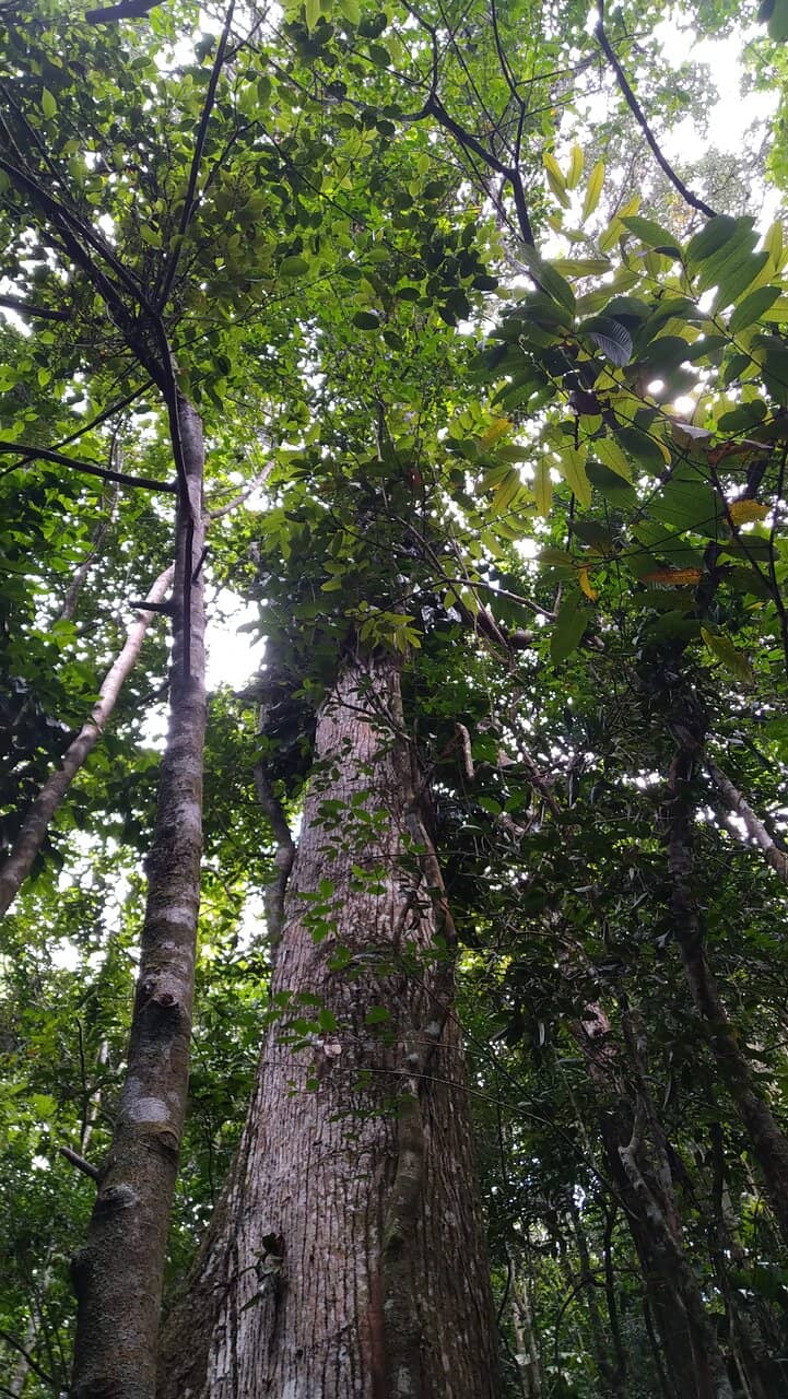 Unique Semi-Arid Mata Atlântica