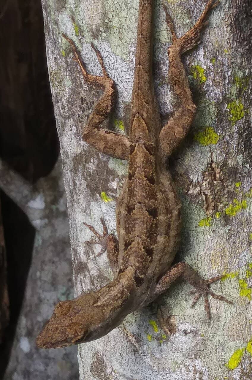 Tequesta Native History