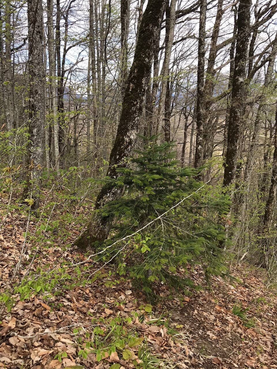 Panoramic Mountain Views