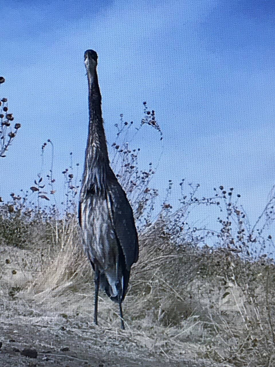 Abundant Wildlife Sightings