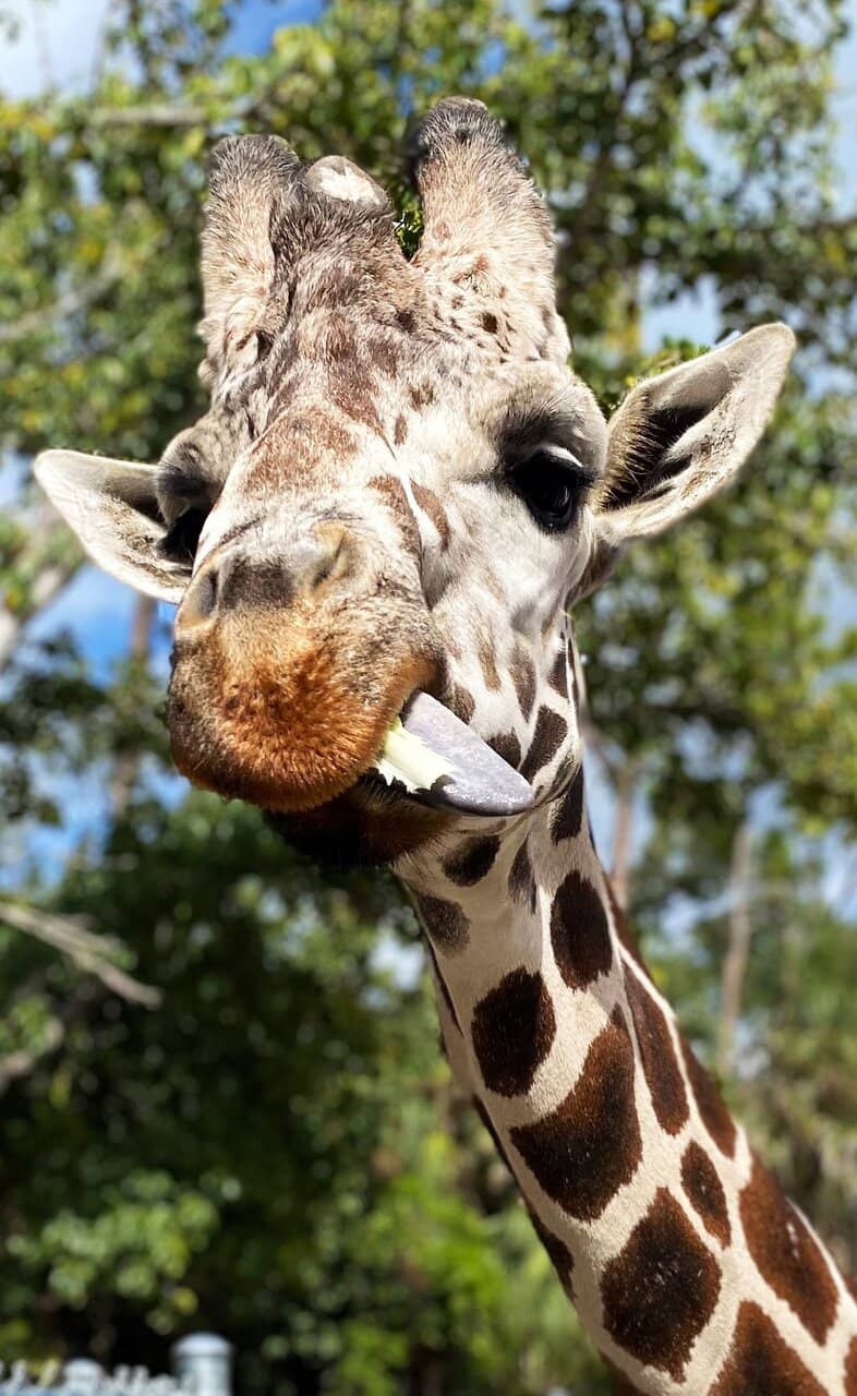 Alligator Feeding & Keeper Talks