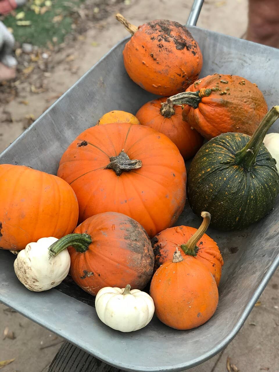 Pumpkin Patch Festival