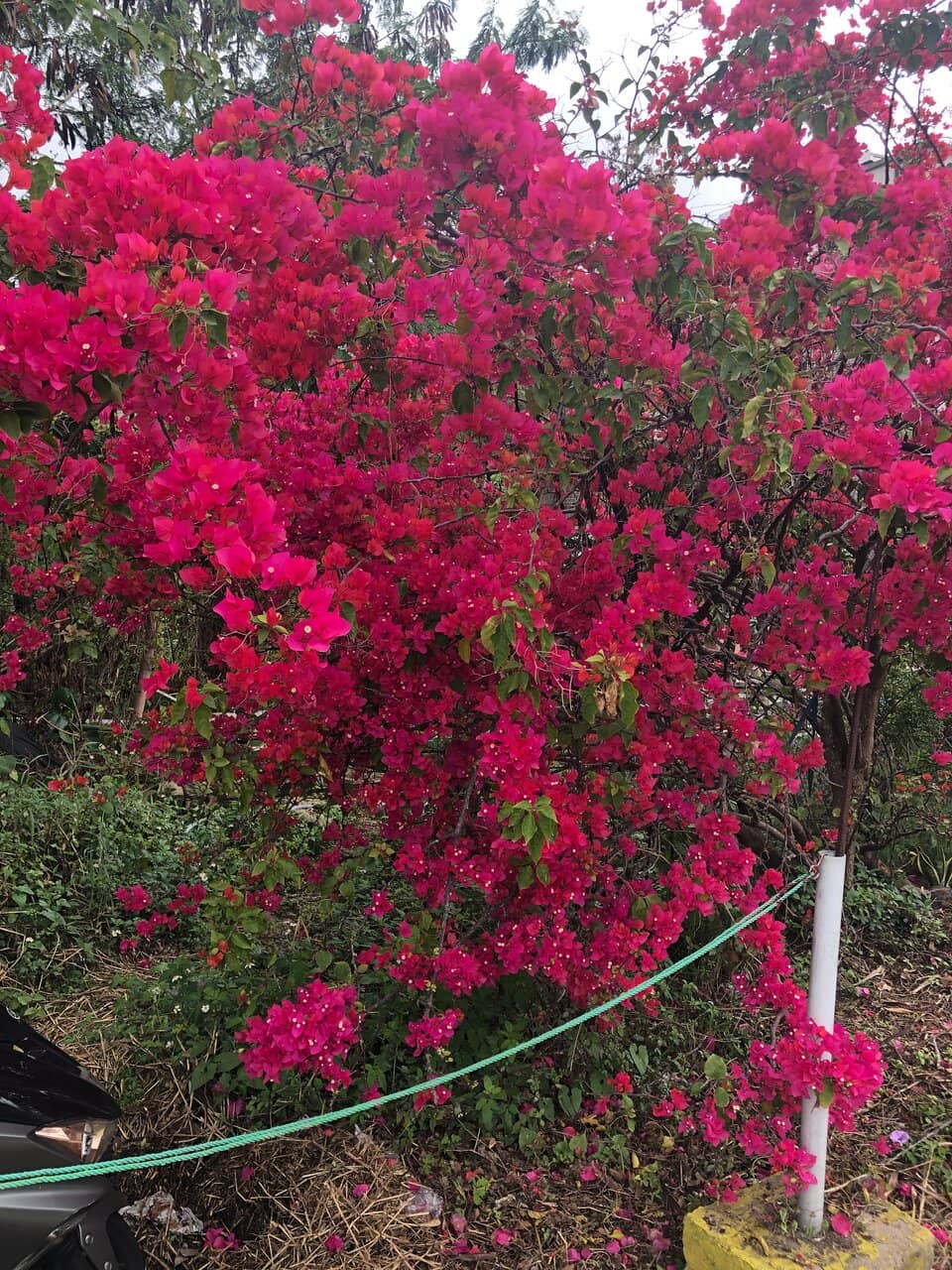 San Wai Walled Village