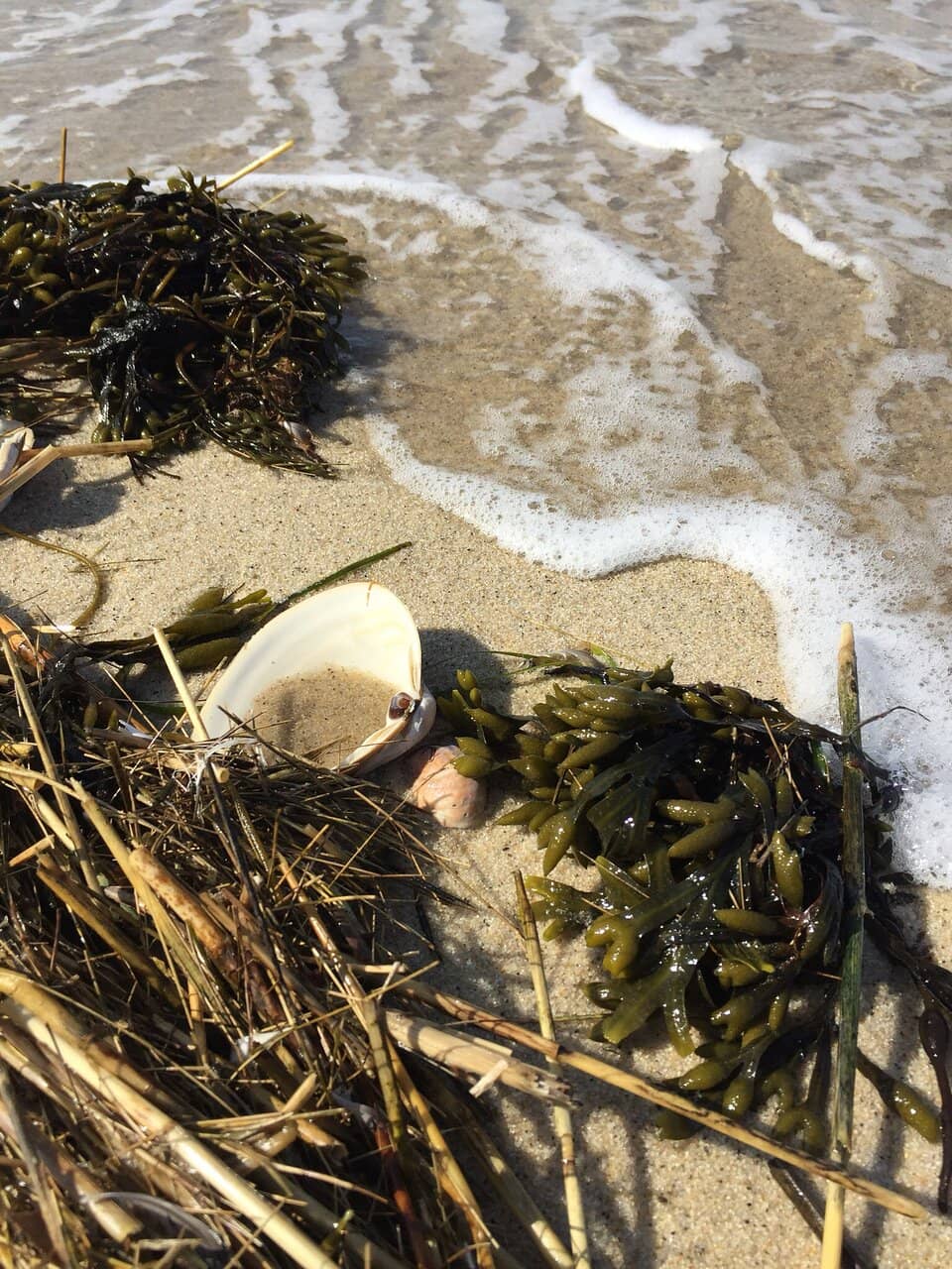 Spacious Sandy Shoreline