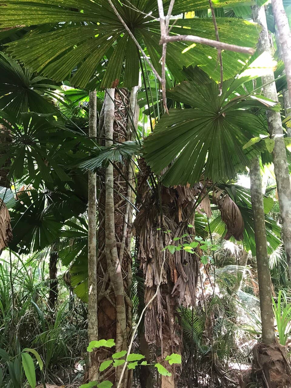 Lacey Creek Swimming