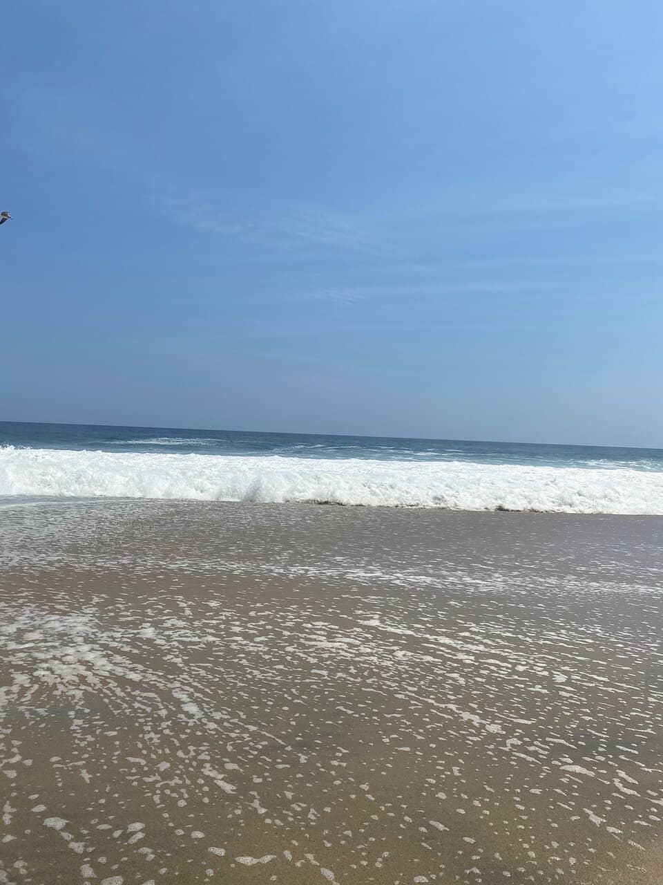 Nesting Mother Turtles