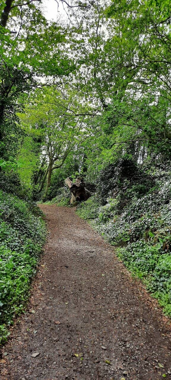 Ancient Woodland Exploration