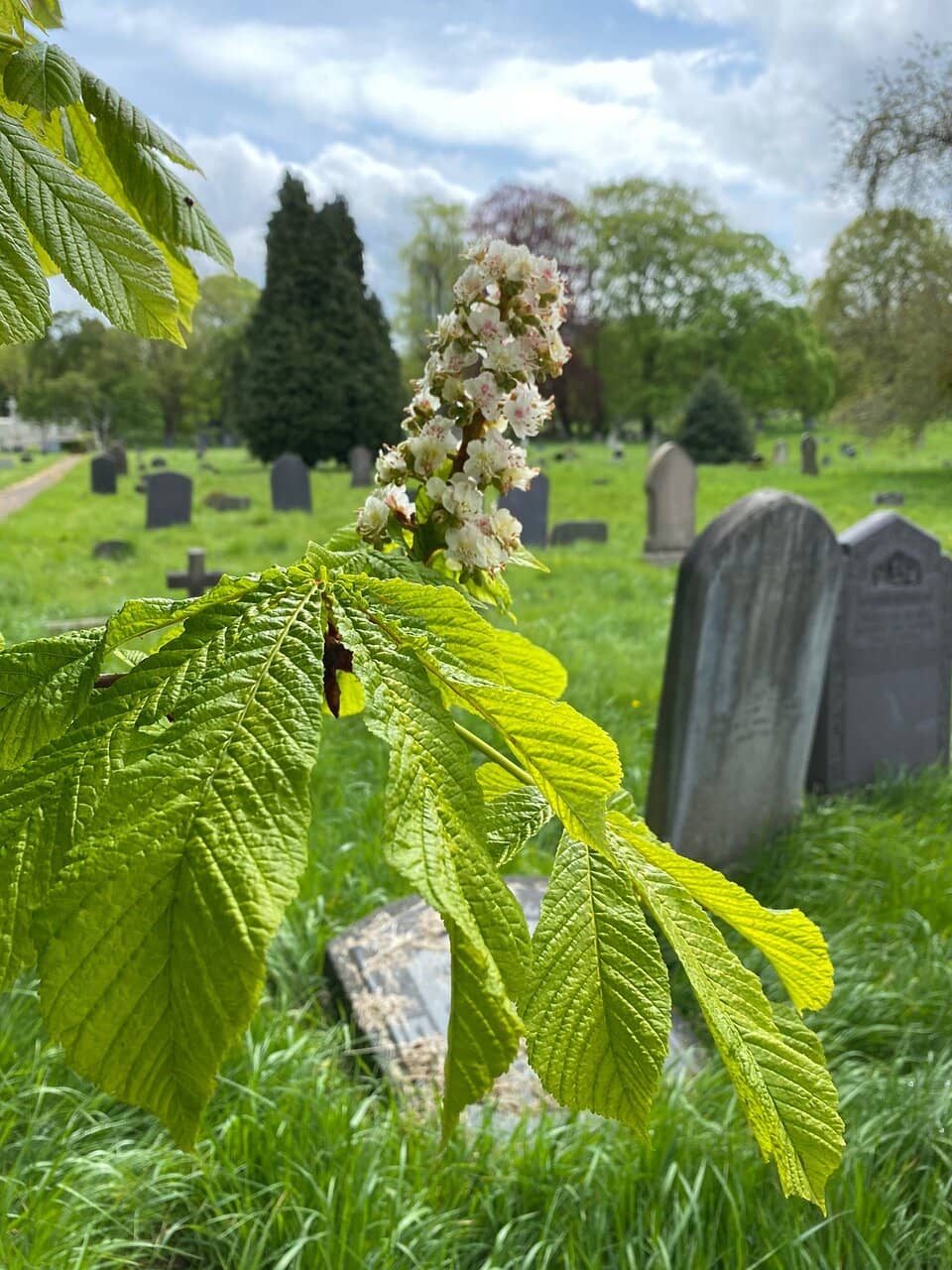 Commonwealth War Graves