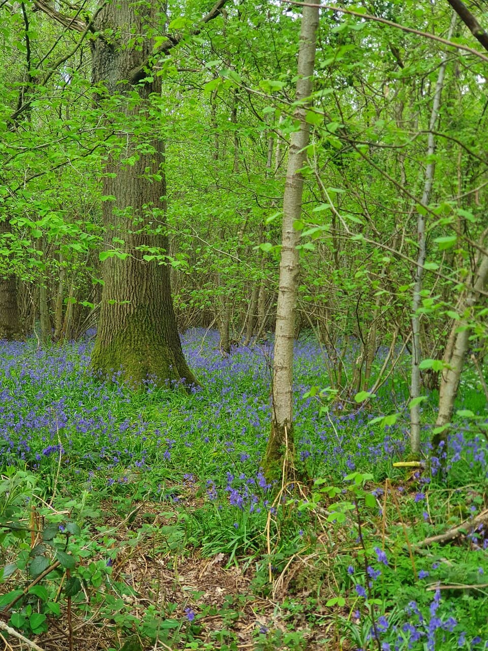 Wildlife Spotting Opportunities