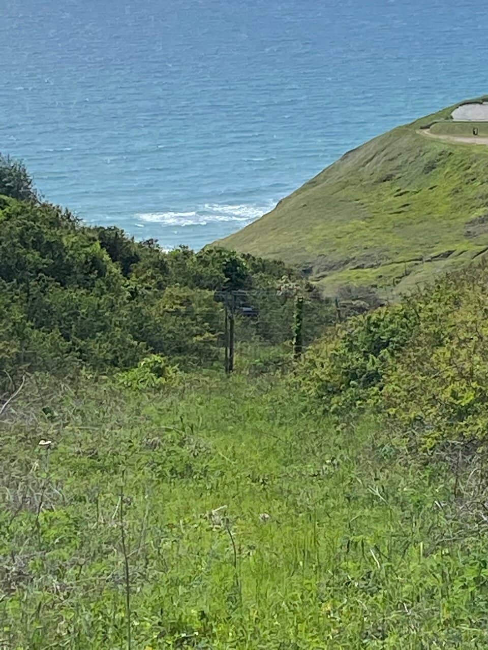 Dog-Friendly Paradise