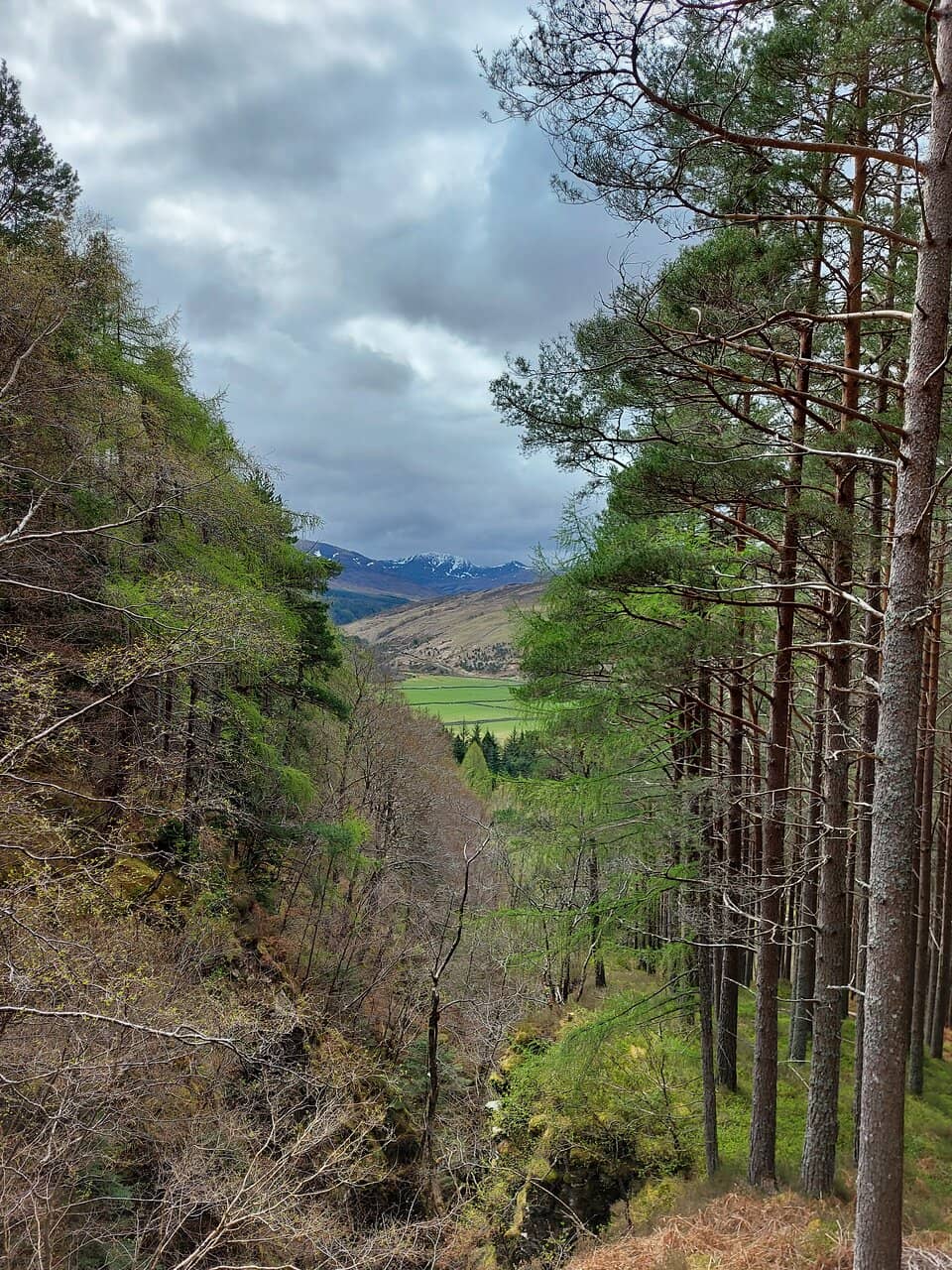 Diverse Tree Collection