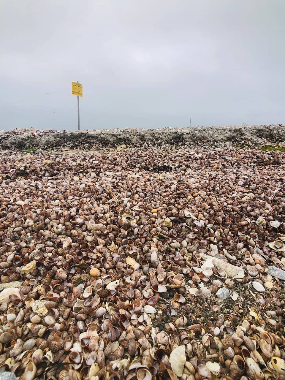 Observation Tower Views