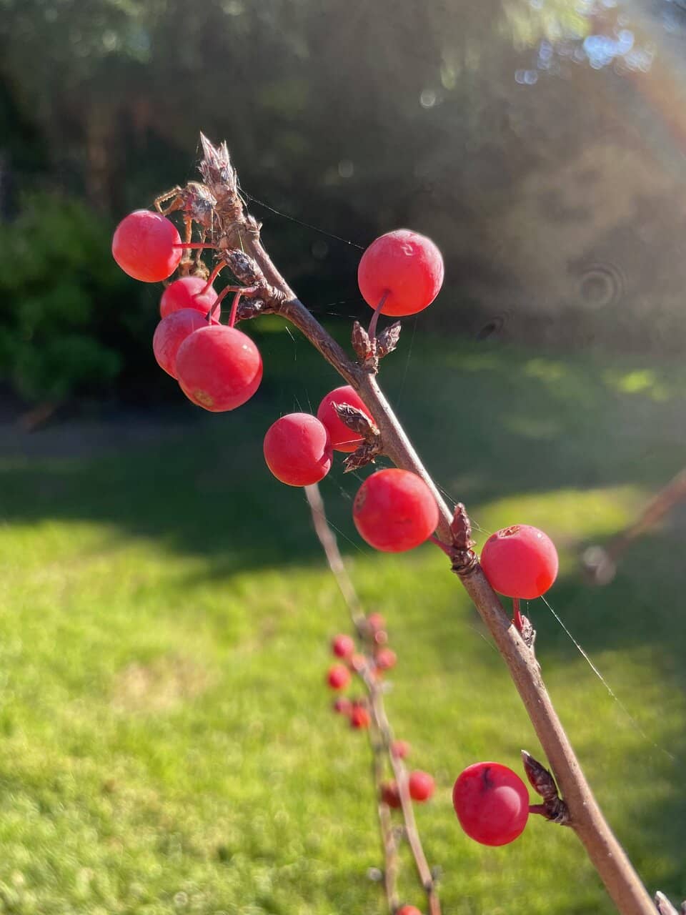 Lake Neangar & Lake Thumb