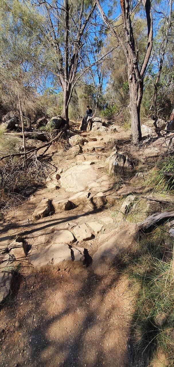 Peacocks at the Rotunda