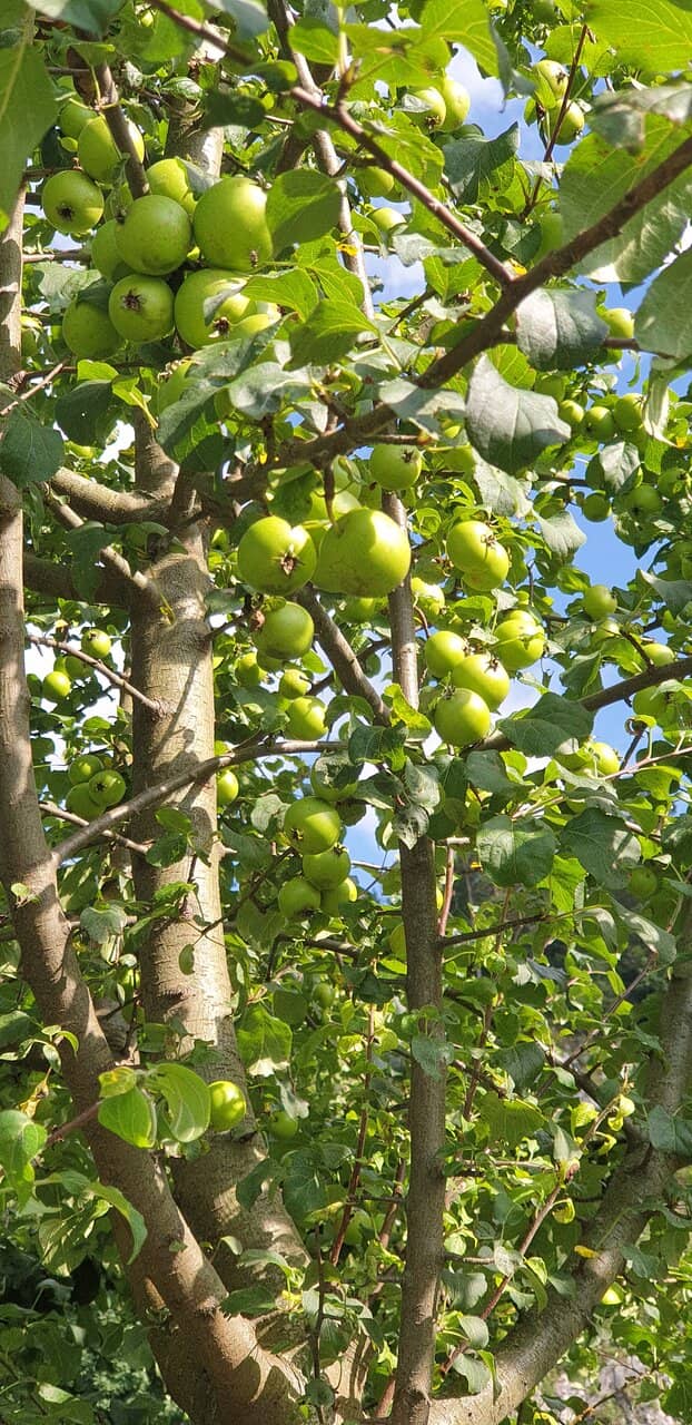 Migratory Bird Haven