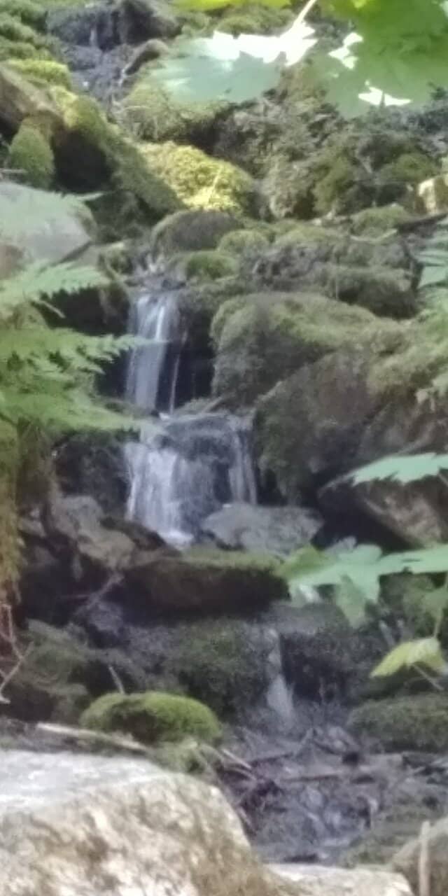 Abundant Wildlife and Flora