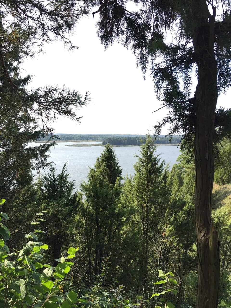 Year-Round Evergreen Scenery