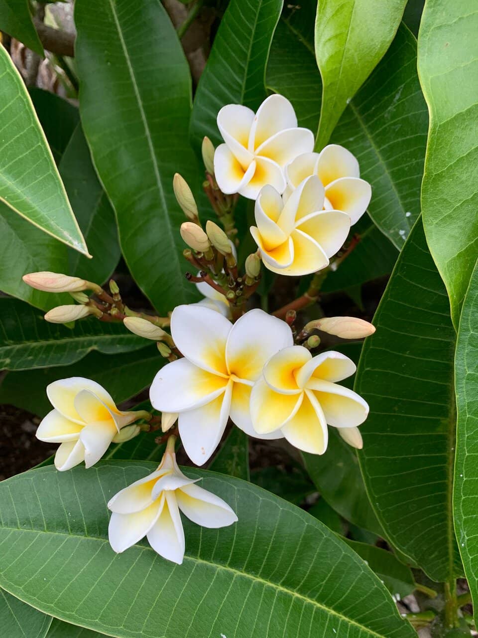 Hidden Painted Rocks
