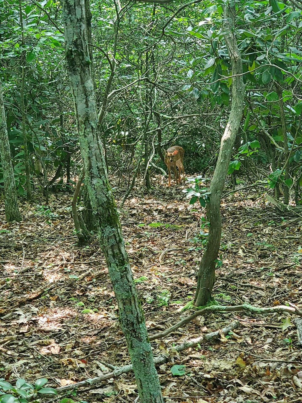 Wooded Hiking Trails